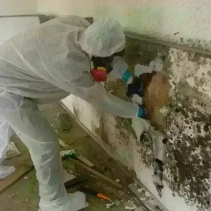 Mold Remediation and Removal in Harrisville, WV